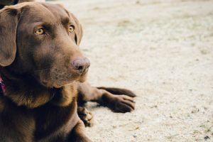 Online hondenschool met hondentrainingen en hondencursussen