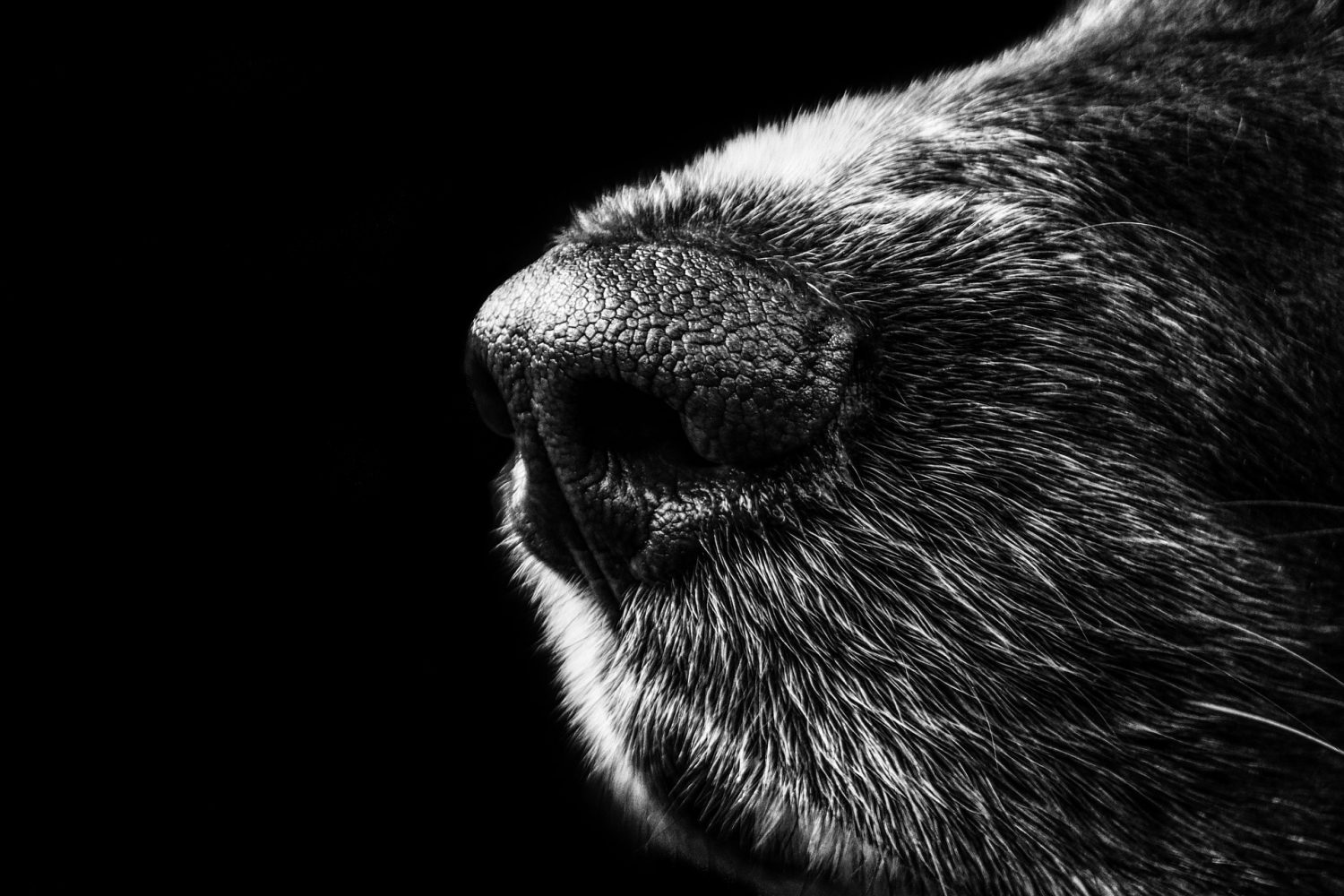 Hondenspel cursus hond online
