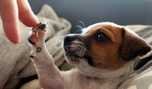 Hondenschool hond-online.nl hond geeft poot