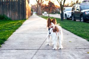 Jouw online honden cursus en honden training