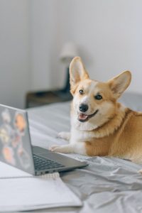 cute corgi in front of a laptop