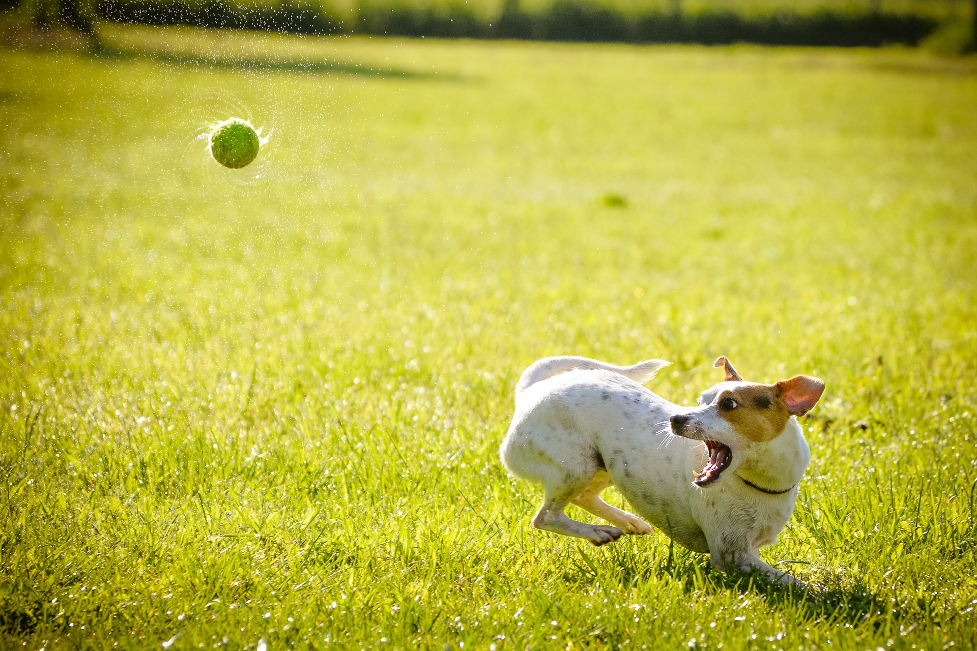 Hoe gooi je een bal voor je hond