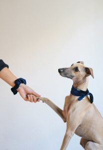 greyhound dog giving paw to owner